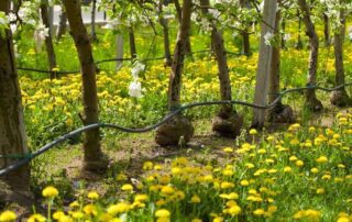 Efficient Drip Irrigation System Setup in a Queensland Garden